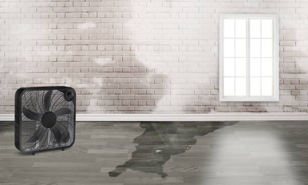 Best Flood damage cleanup  in Knightsen, CA